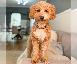 Mother of the Goldendoodle (Miniature) puppies born on 06/07/2025