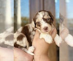 Puppy Hazel Aussiedoodle