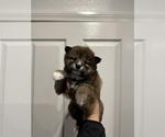 Small Photo #7 Shiba Inu Puppy For Sale in CHINO, CA, USA