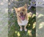 Small #1 Chinese Shar-Pei Mix