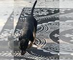 Small Miniature Pinscher Mix