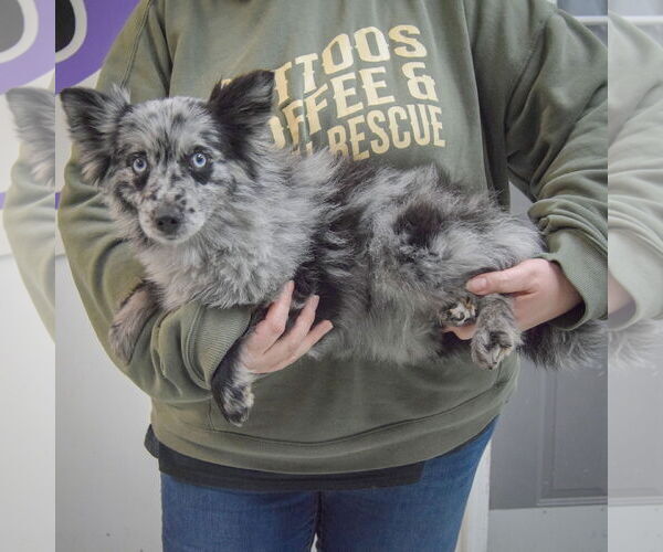 Medium Photo #2 Pomeranian-pomeranian spitz Mix Puppy For Sale in Huntley, IL, USA