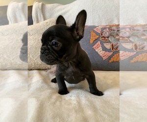 French Bulldog Puppy for sale in JOHNS ISLAND, SC, USA