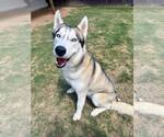 Small #6 Siberian Husky