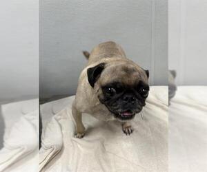 Pug Dogs for adoption in Rosenberg, TX, USA
