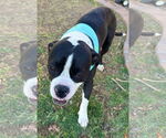Small Bull-Boxer