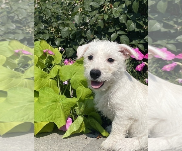 Medium Photo #4 West Highland White Terrier Puppy For Sale in CANOGA, NY, USA