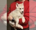 Small Photo #21 Siberian Husky Puppy For Sale in ROSEVILLE, CA, USA