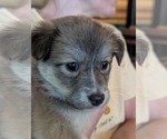 Small #8 Border Collie