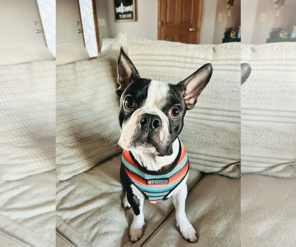 Medium Photo #4 Faux Frenchbo Bulldog Puppy For Sale in St. Louis Park, MN, USA