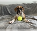 Small #2 Boxer