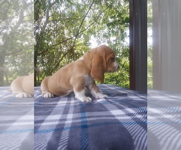 Medium Photo #15 Basset Hound Puppy For Sale in PETERSBURG, IN, USA