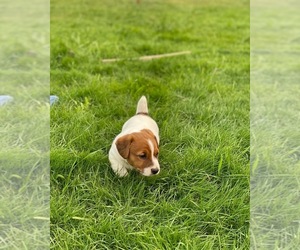 Jack Russell Terrier Puppy for sale in HILLSBORO, OR, USA