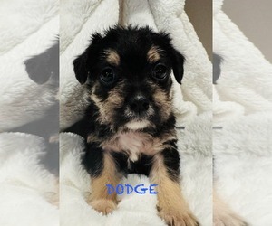 Pug-Unknown Mix Dogs for adoption in Mission Viejo, CA, USA