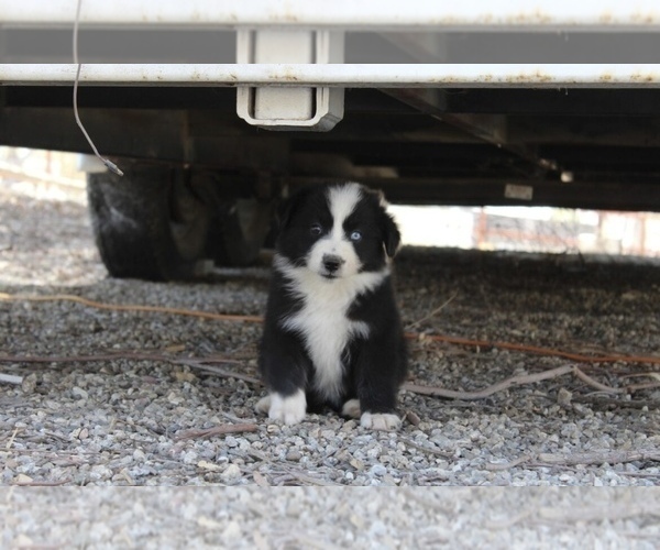 Medium Photo #14 Australian Shepherd Puppy For Sale in ACTON, CA, USA