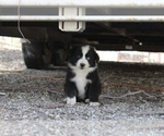 Small #3 Australian Shepherd