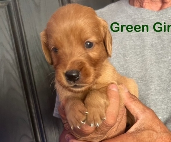 Medium Photo #7 Golden Retriever Puppy For Sale in FRESNO, CA, USA