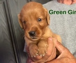 Puppy 4 Golden Retriever
