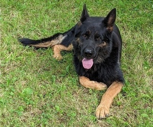 Father of the Golden Shepherd puppies born on 01/04/2025