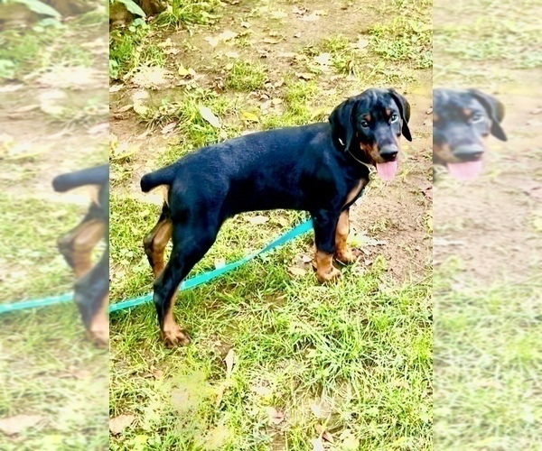Medium Photo #14 Doberman Pinscher Puppy For Sale in SUMMERFIELD, NC, USA