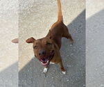 Small #4 American Pit Bull Terrier