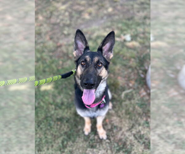 Medium Photo #4 German Shepherd Dog Puppy For Sale in Claremore, OK, USA