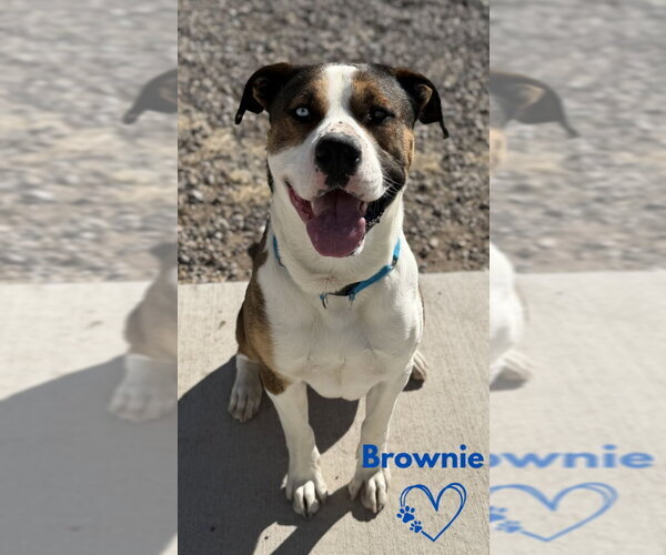 Medium Photo #3 Boxer-Unknown Mix Puppy For Sale in Monte Vista, CO, USA