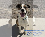 Small #2 Boxer Mix