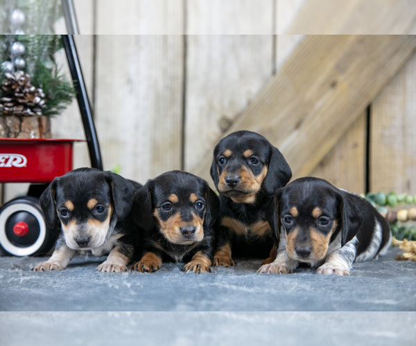 Medium Photo #1 Dachshund Puppy For Sale in GREENWICH, OH, USA