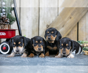 Dachshund Litter for sale in GREENWICH, OH, USA