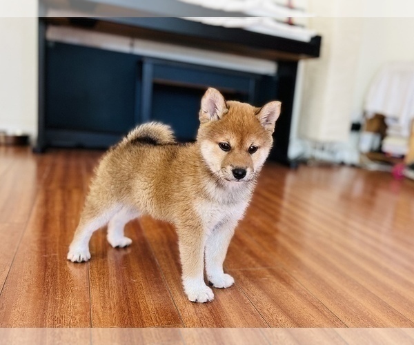 Medium Photo #43 Shiba Inu Puppy For Sale in FREMONT, CA, USA