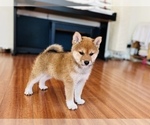 Small Photo #43 Shiba Inu Puppy For Sale in FREMONT, CA, USA