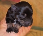 Small Photo #4 Schnauzer (Miniature) Puppy For Sale in RADFORD, VA, USA