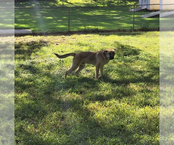 Medium Photo #2 German Shepherd Dog-Unknown Mix Puppy For Sale in La Grange , NC, USA