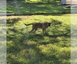 Small #1 German Shepherd Dog Mix
