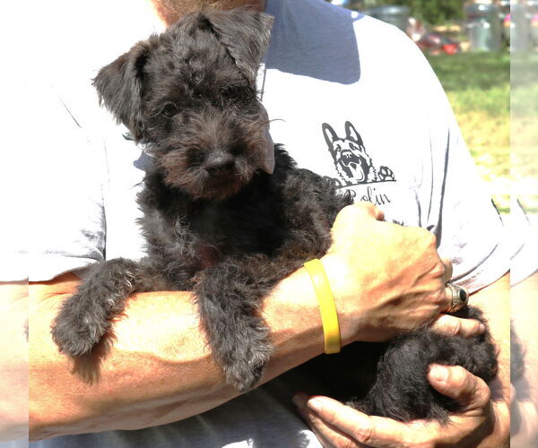Medium Photo #2 Poodle (Miniature)-Unknown Mix Puppy For Sale in Bandera, TX, USA