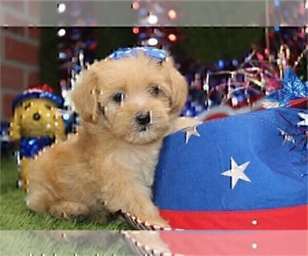 Medium Photo #24 Maltipoo Puppy For Sale in MIAMI BEACH, FL, USA