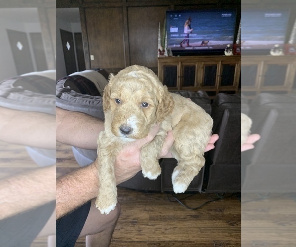 Medium Photo #6 Goldendoodle (Miniature) Puppy For Sale in BRKN ARW, OK, USA