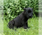 Small #3 Cane Corso