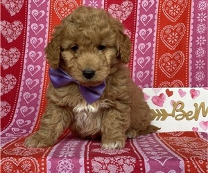 Goldendoodle (Miniature) Puppy for sale in LANCASTER, PA, USA