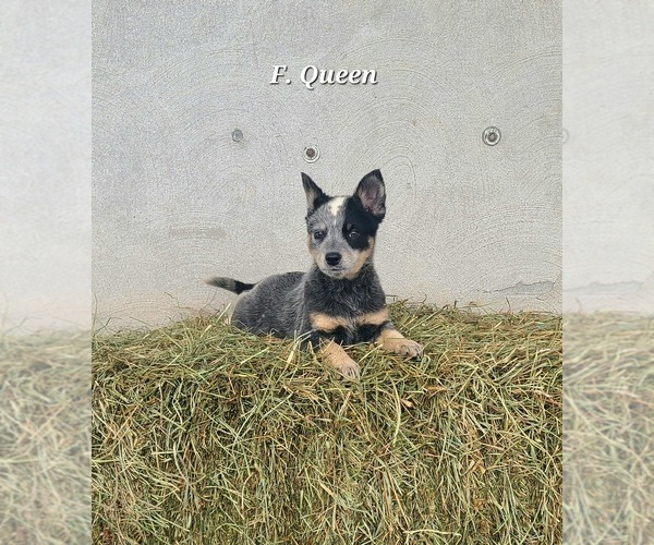 Medium Photo #3 Australian Cattle Dog Puppy For Sale in NATHALIE, VA, USA