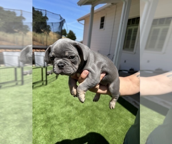Medium Photo #33 French Bulldog Puppy For Sale in PLEASANTON, CA, USA