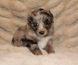 Australian Retriever Puppy for sale in STEWART, MS, USA