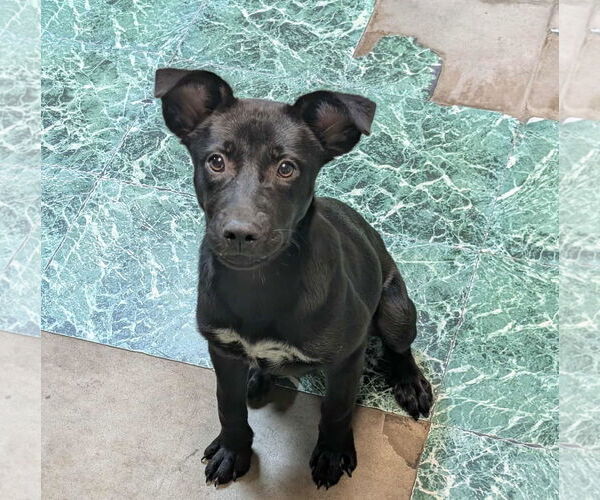 Medium Photo #4 Mutt Puppy For Sale in Anniston, AL, USA
