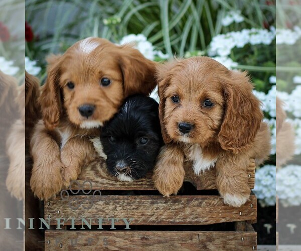 Medium Photo #2 Cavapoo (Miniature) Puppy For Sale in ELIZABETHTOWN, PA, USA