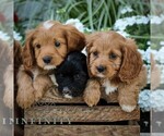Small #1 Cavapoo (Miniature)