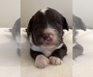 Aussiedoodle Puppy for sale in VIRGINIA, IL, USA