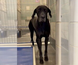 Great Dane Dogs for adoption in Bullard, TX, USA