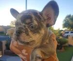 Small Photo #15 French Bulldog Puppy For Sale in N LAS VEGAS, NV, USA