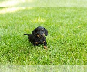 Dachshund Puppy for sale in MILFORD, IN, USA